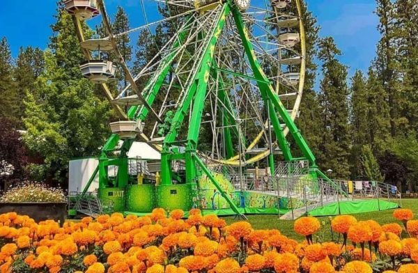 Over 60,000 flowers of different colours to be displayed in 3-day Marigold Festival