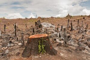 Deforestation: A major challenge to combat climate change