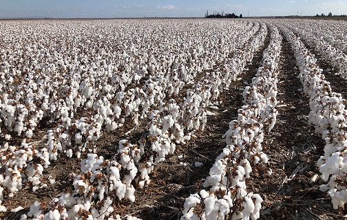 Commerce Ministry & FBR to introduce track, trace system for transparent cotton trade