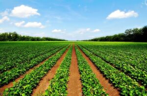Sindh Cabinet Approves 45% Tax on Agricultural Income Exceeding Rs.5.6 Million in New Bill