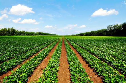 Sindh Cabinet Approves 45% Tax on Agricultural Income Exceeding Rs.5.6 Million in New Bill