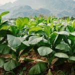 Tobacco Farmers Trapped in Procurement Crisis as PTB Policy Failures Deepen Market Uncertainty