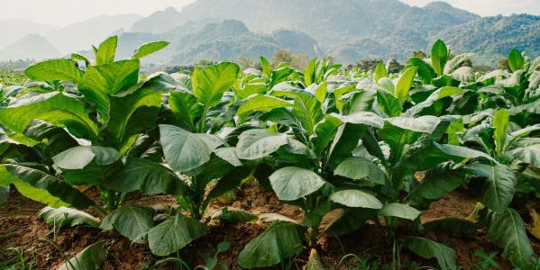 Tobacco Farmers Trapped in Procurement Crisis as PTB Policy Failures Deepen Market Uncertainty
