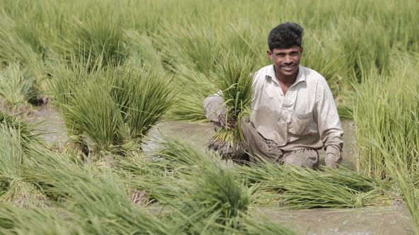 Syngenta and Kyoyu Agri partner on innovative rice herbicide